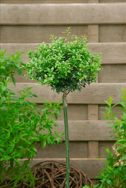 Ilex crenata Stokes