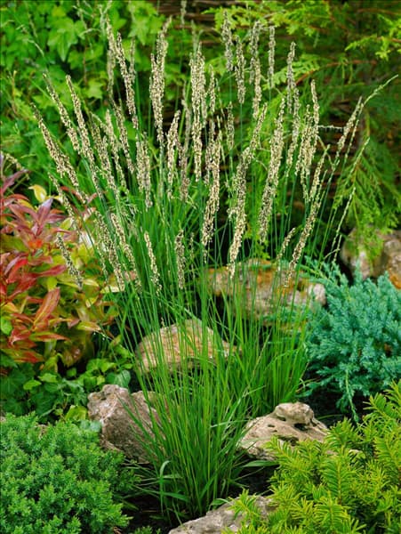 Molinia caerulea Moorhexe