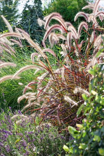 Pennisetum setaceum Rubrum