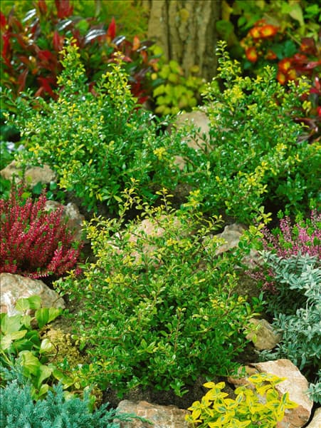 Ilex crenata Stokes