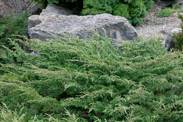 Juniperus communis Hornibrookii