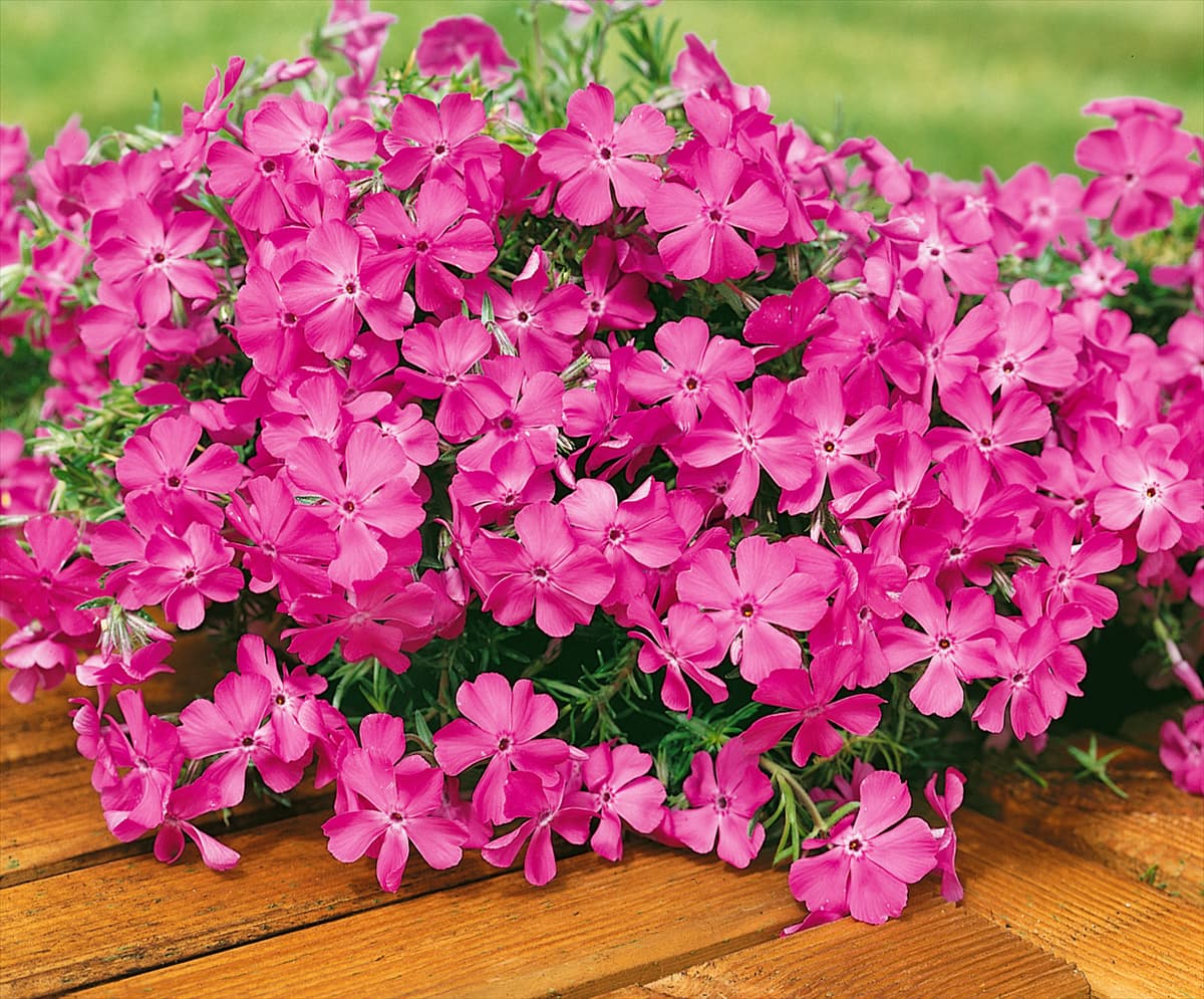 Phlox MacDaniel's Cushion