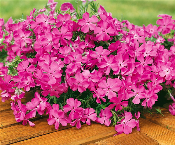 Phlox MacDaniel's Cushion