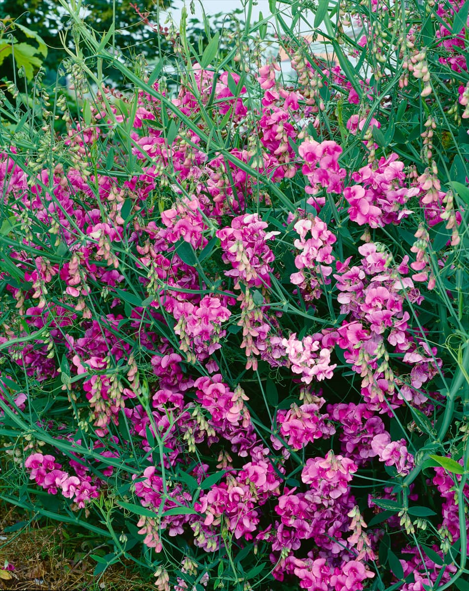 Lathyrus latifolius Pink Pearl
