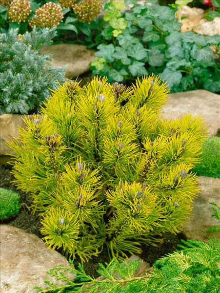 Pinus mugo Winter Gold