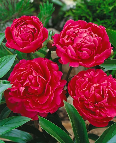 Paeonia lactiflora Agida