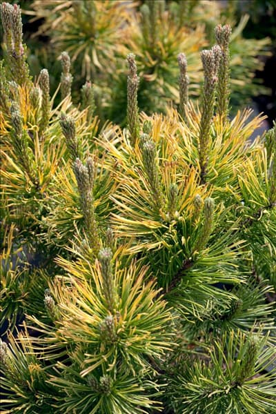 Pinus mugo Winter Gold