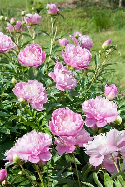 Paeonia lactiflora