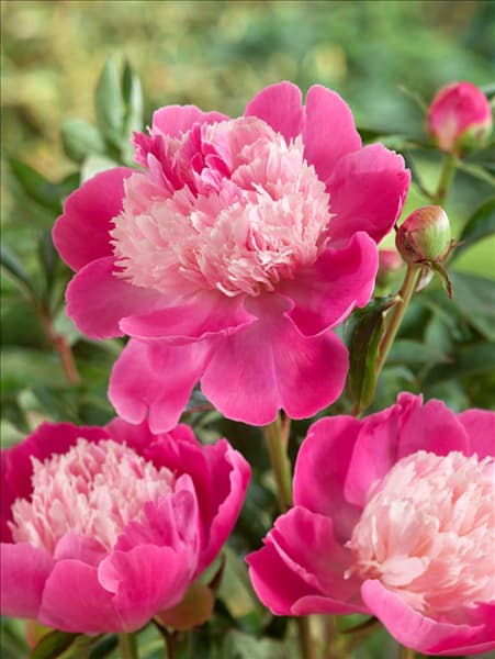 Paeonia lactiflora Gay Paree