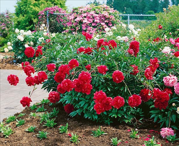 PAEONIA LACTIFLORA MEIGUIZI
