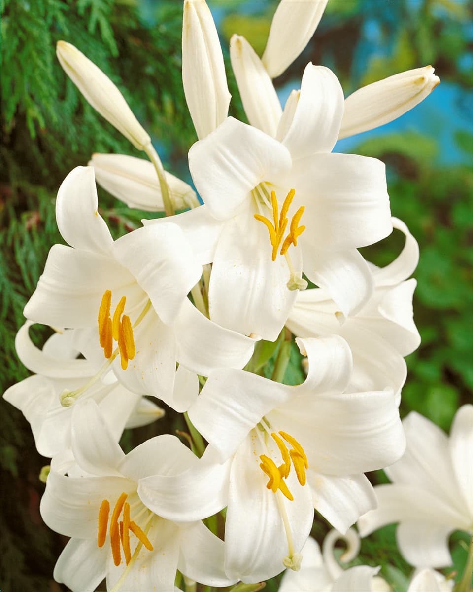 Lilium CANDIDUM