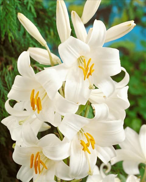 Lilium CANDIDUM