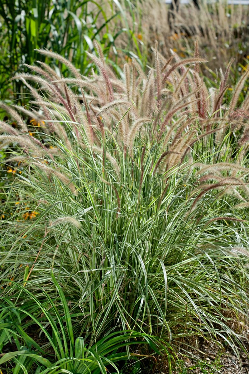 Pennisetum Sky Rocket