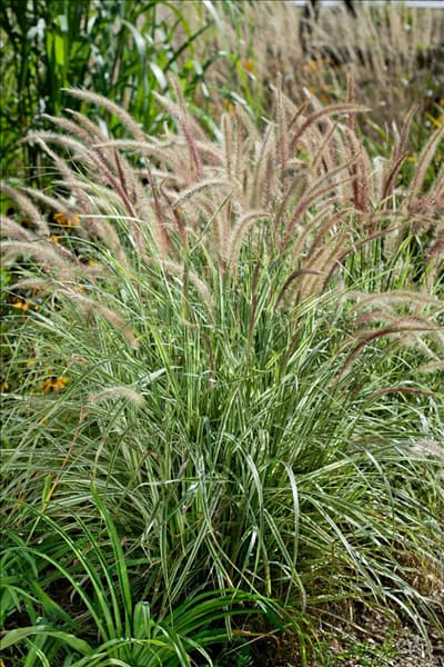 Pennisetum setaceum 'Sky Rocket'(s)