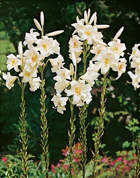 Lilium CANDIDUM