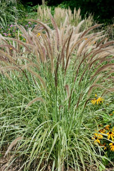 Pennisetum Sky Rocket