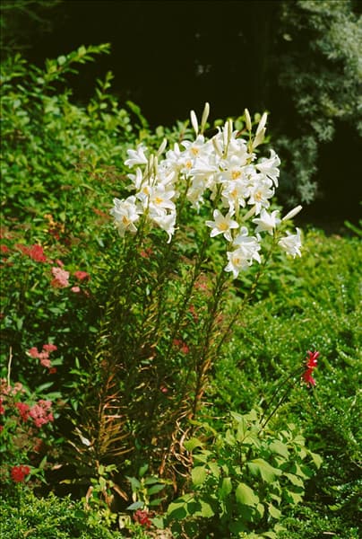 Lilium CANDIDUM