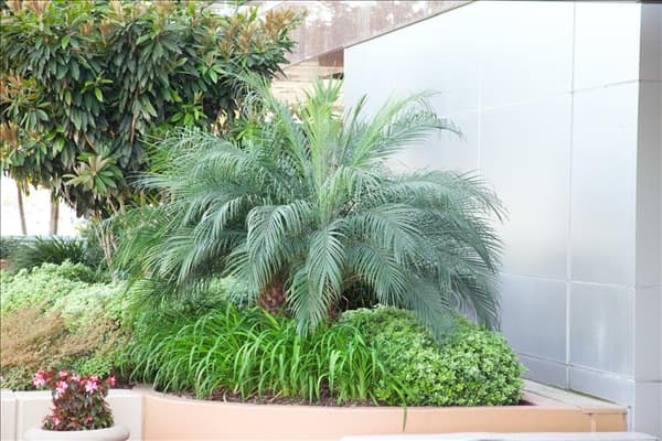 Phoenix roebelenii