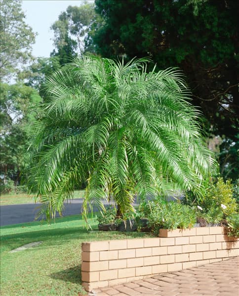 Phoenix roebelenii