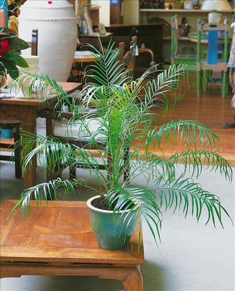 Phoenix roebelenii