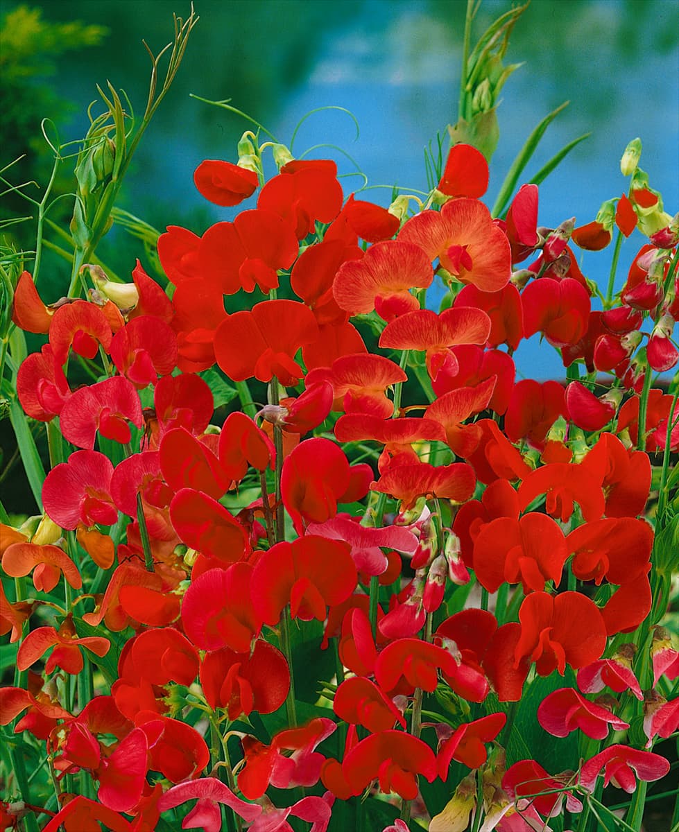 Lathyrus latifolius red