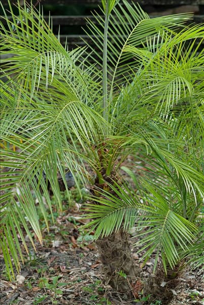 Phoenix roebelenii