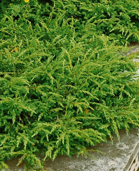 Juniperus communis Repanda