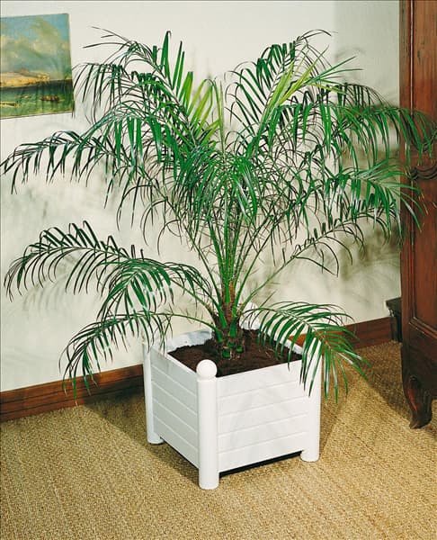 Phoenix roebelenii