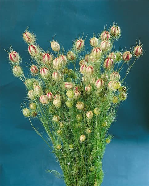 Nigella damascena