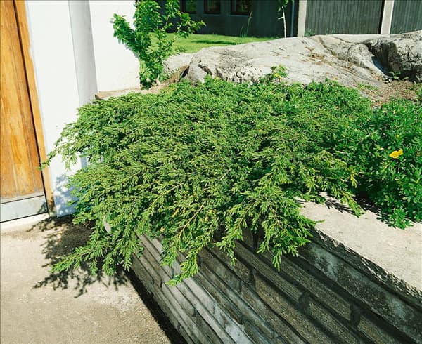 Juniperus communis Repanda