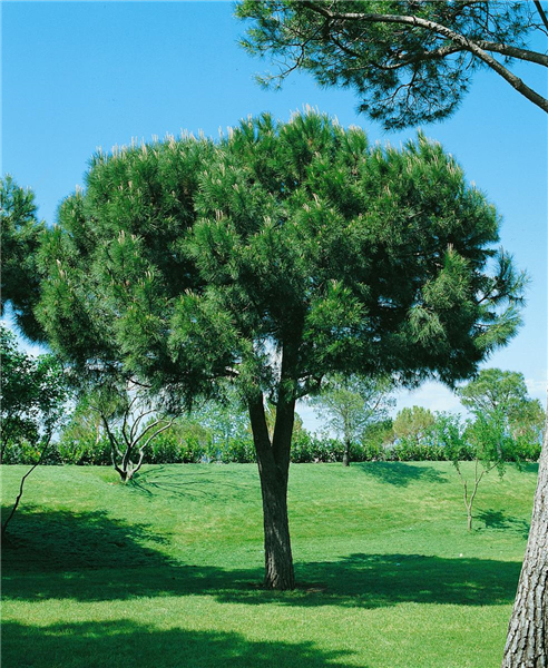 PINUS PINEA