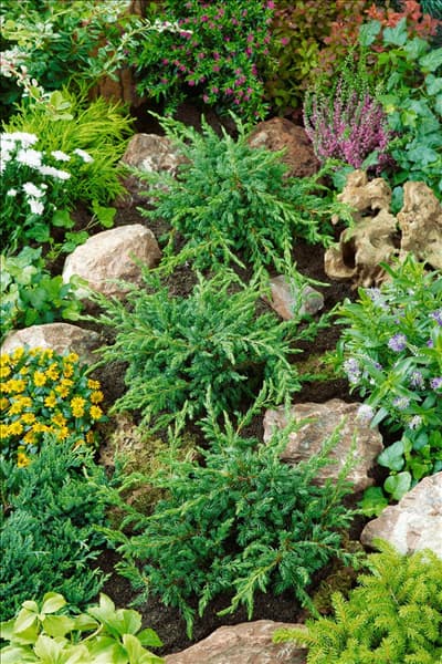 Juniperus communis Repanda