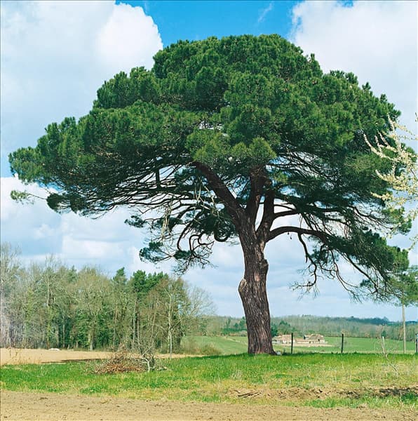 PINUS PINEA (OLD TREE)