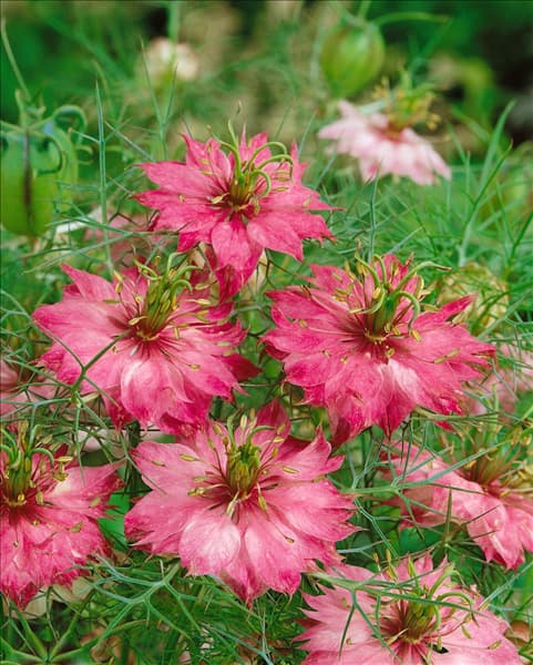 NIGELLA damascena rose