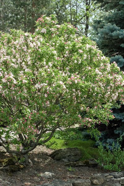 Malus Pom Zai