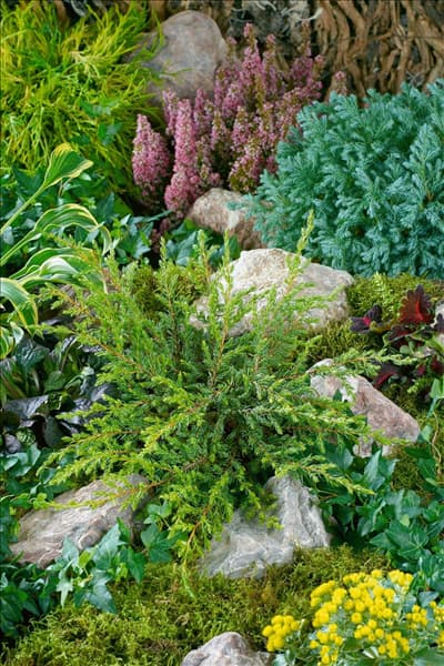 Juniperus communis Repanda
