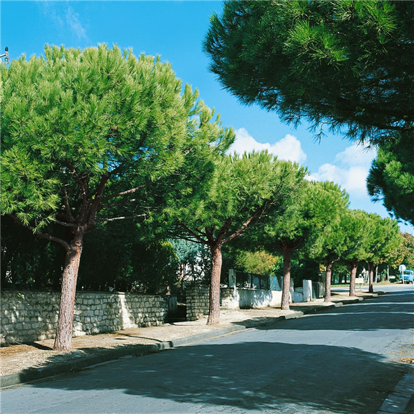 PINUS PINEA/ALLEE