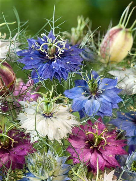 Nigella damascena Mischung