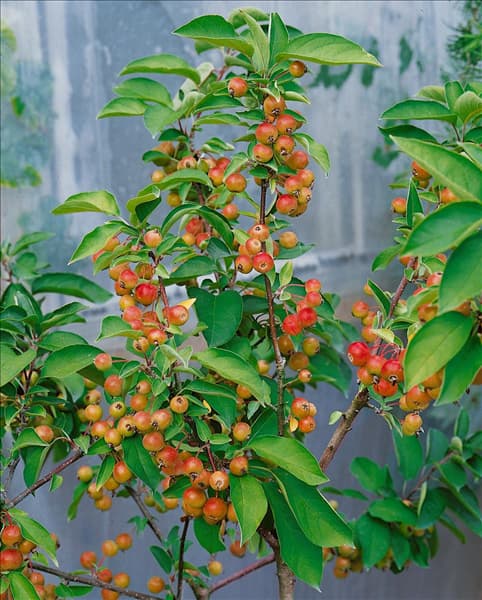 MALUS POM' ZAI
