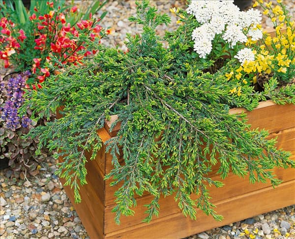 Juniperus communis Repanda
