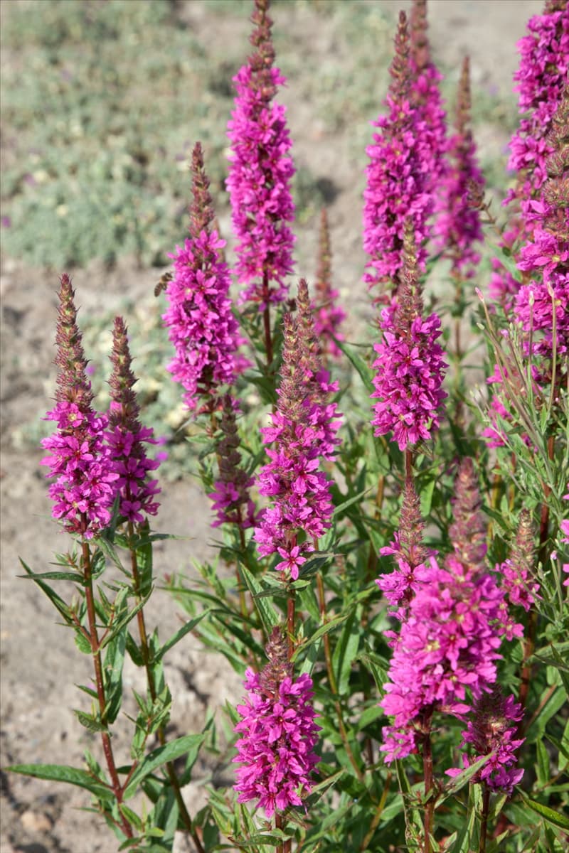 Lythrum salicaria Zigeunerblut