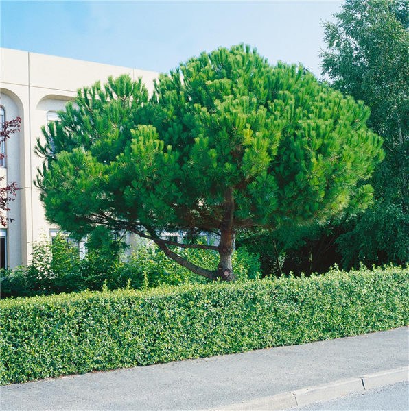 Pinus pinea