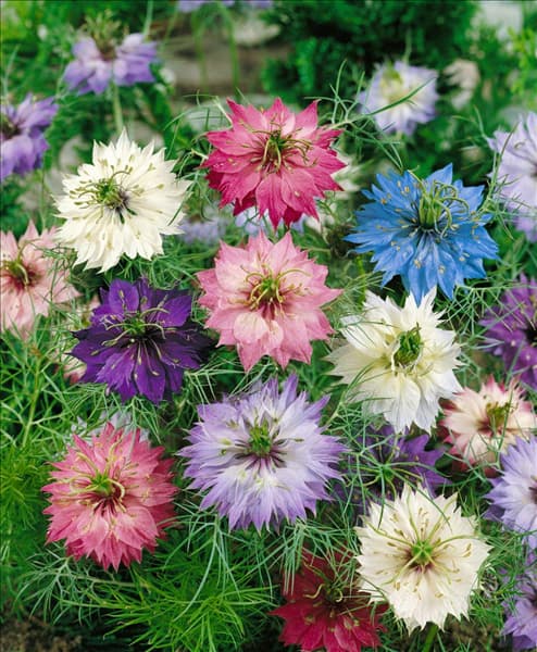 NIGELLA DAMASCENA PERSIAN JEWELS / MIX