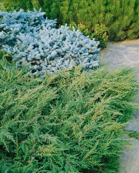 Juniperus communis Repanda