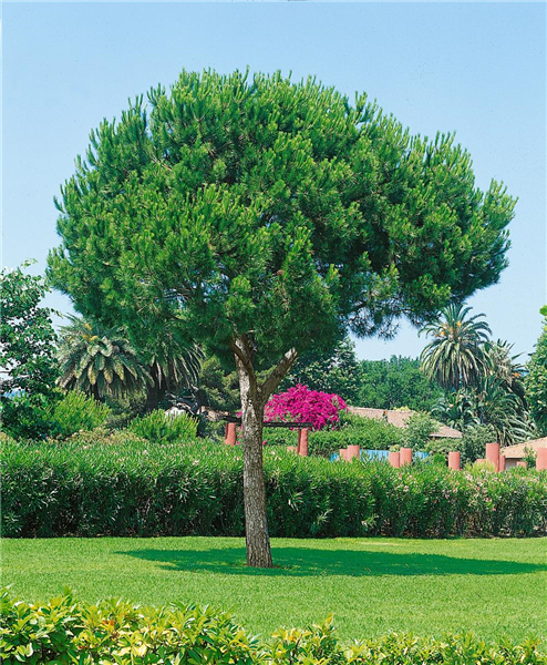 PINUS PINEA