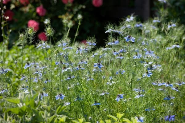Nigella damascena