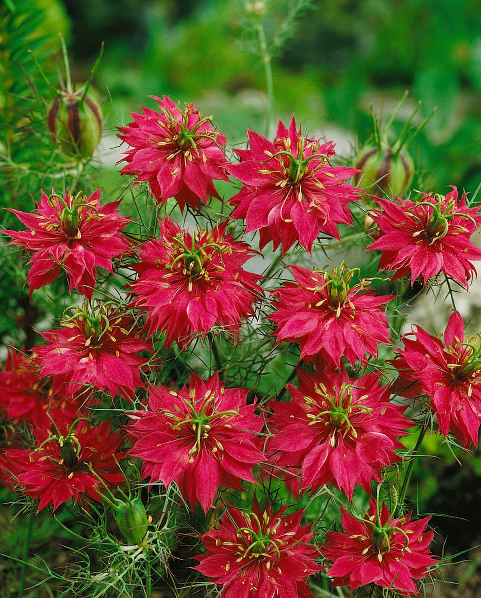 NIGELLA DAMASCENA MULBERRY ROSE