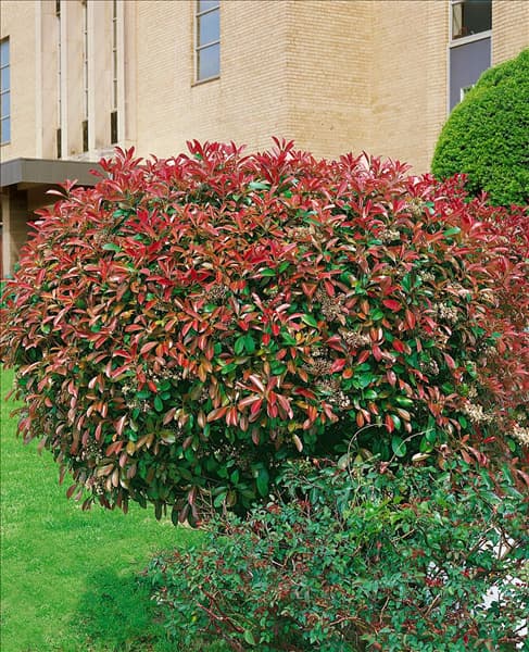 Photinia x fraseri