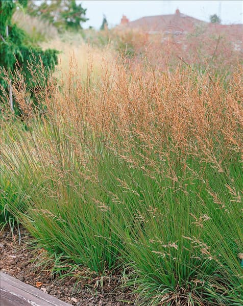 MOLINIA CAERULEA MOORHEXE