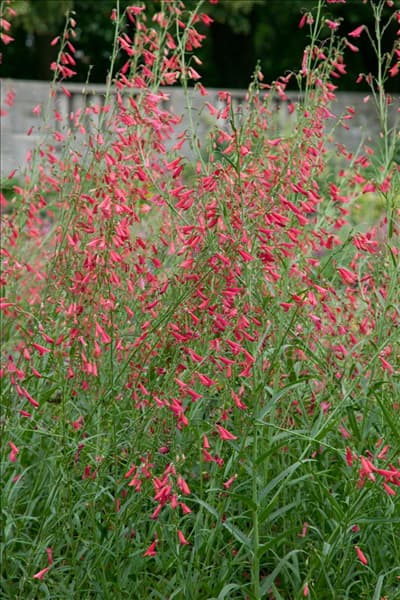 Penstemon barbatus Coccineus